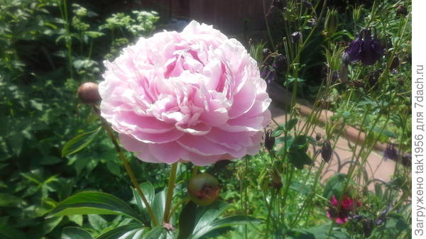 Это тоже первый, цветёт впервые...