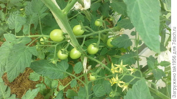 Черри Жёлтая вишня