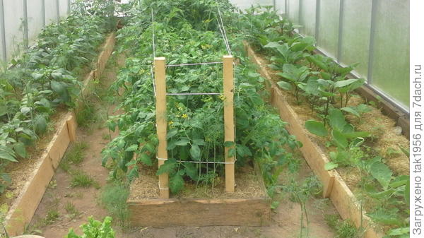 Внутри новой теплицы в начале июня