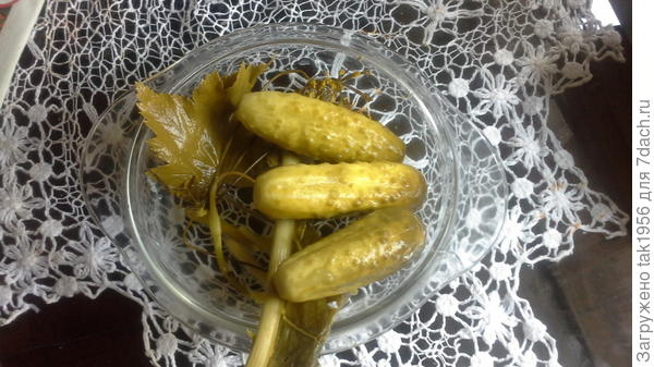 Огурчики этого сезона, эти не смогла закрыть - доедают так. Из первого собраннооо ведра.