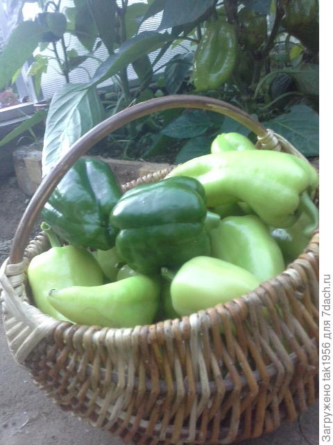 3 вида перца 14 июля