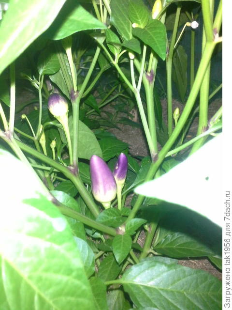 Перец острый, кустищи разрослись на полметра, а высаживала 10 см былиночки