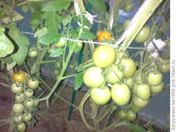 Черри Жёлтая вишня уже попробовала, нежнейшие на вкус...