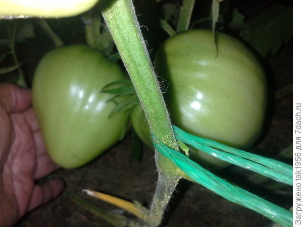 Бычье сердце в ладонь не помещается