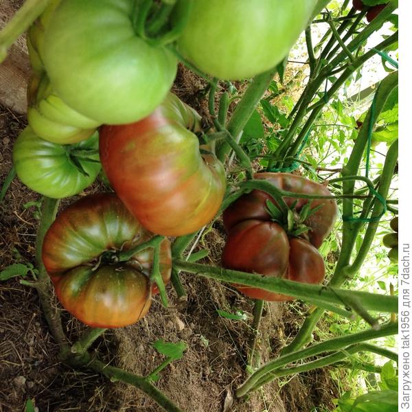 Чёрный крымский, только 3 созрели