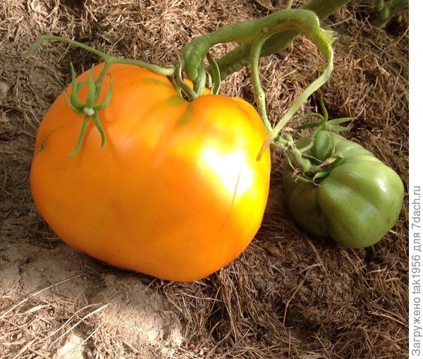 Хурма, экземпляр граммов 700