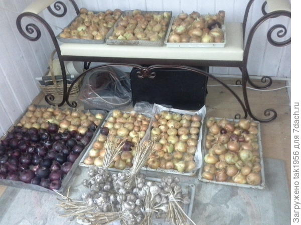 Лук и чеснок обработан и  высушен.