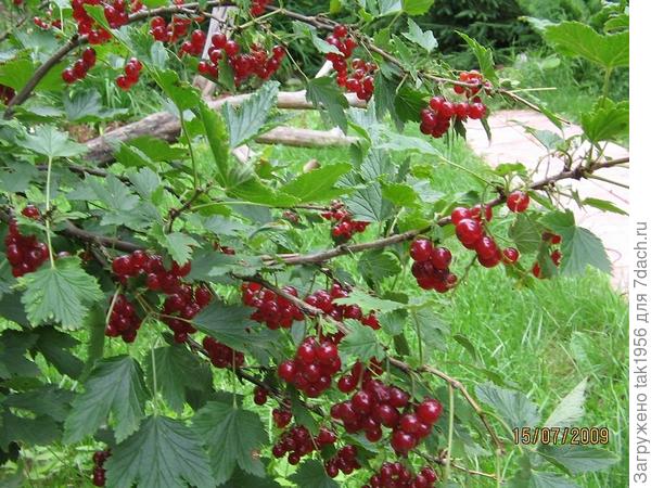 Вино из смородины в домашних условиях (чёрной и красной)