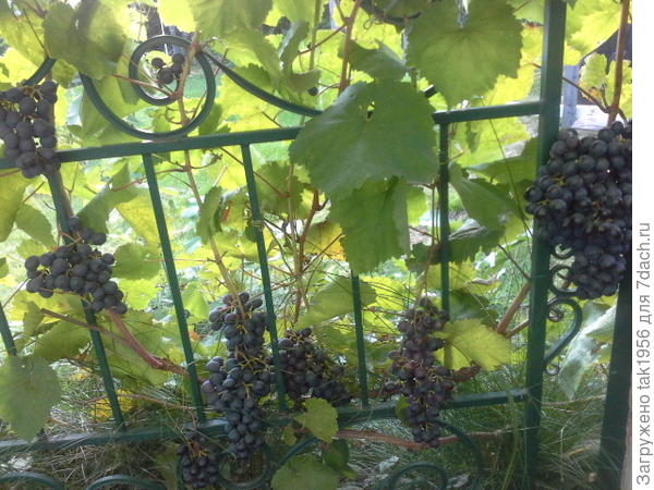 Кусту Агата  6 лет