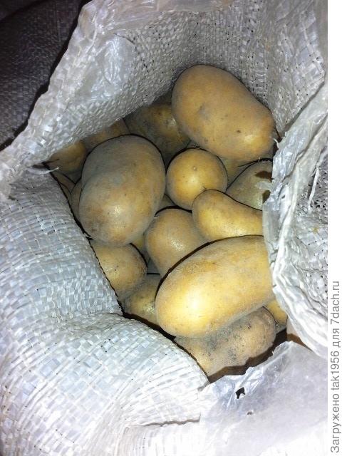картофель Гала