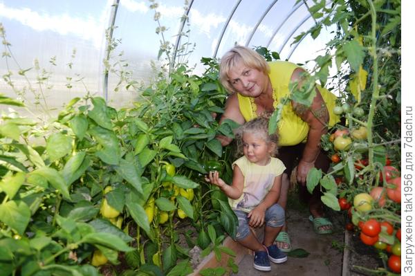 Бабушка и внучка оценивают виды на урожай. В теплице томаты 22 сортов, перец 5 сортов, баклажаны 10 сортов.