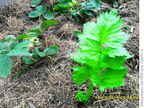 В первой теплице сегодня
