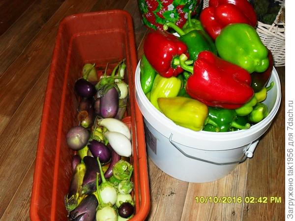 Теплица - верный друг огородника!