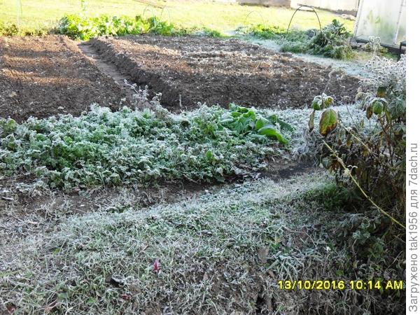 Вот, можно готовить бороздки под посев, а сеять еще рано...