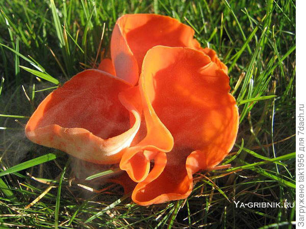 Вот фото из интернета