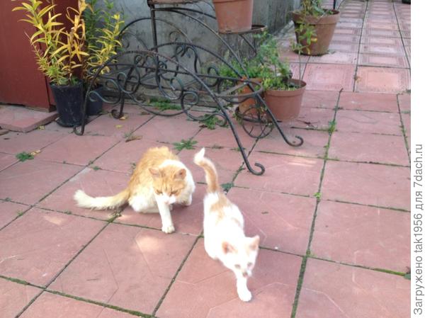 А это парочка бродяг...