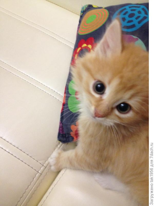 Везунчик - Боня, которого дочь забрала домой.