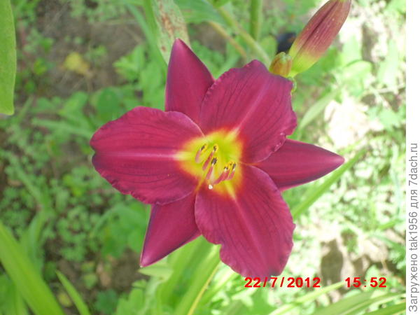 Hemerosa
