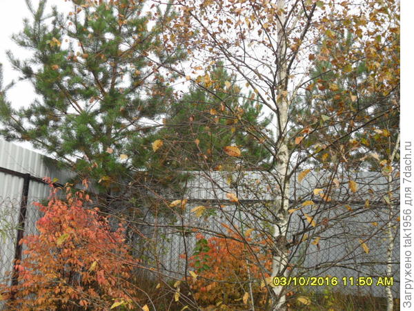 В композиции...