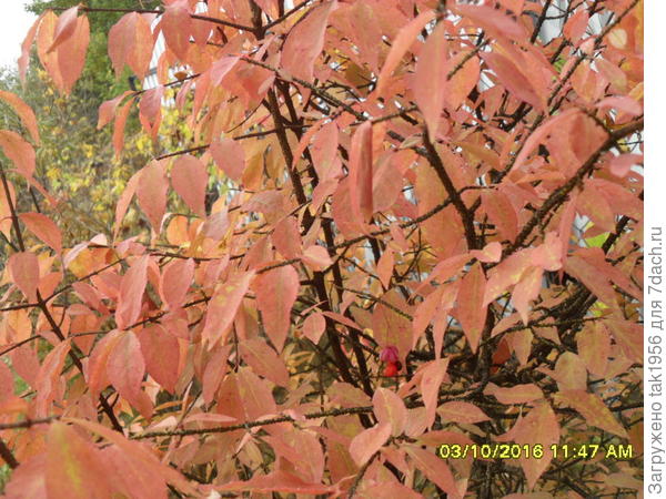 Набирает красоту...