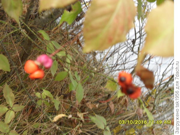 В этом году плодиков-серёжек мало, но рассмотреть можно...