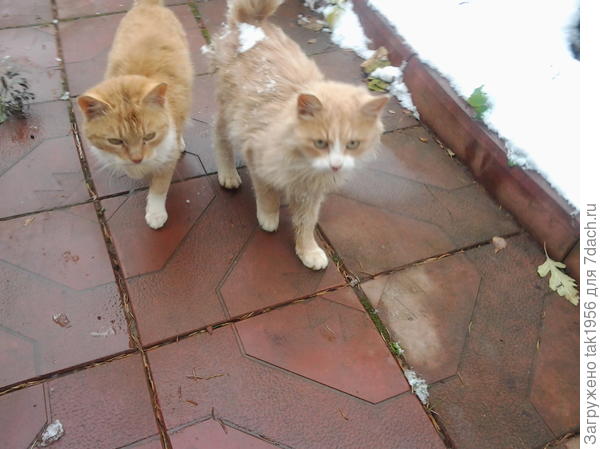 Это 2 из уличных