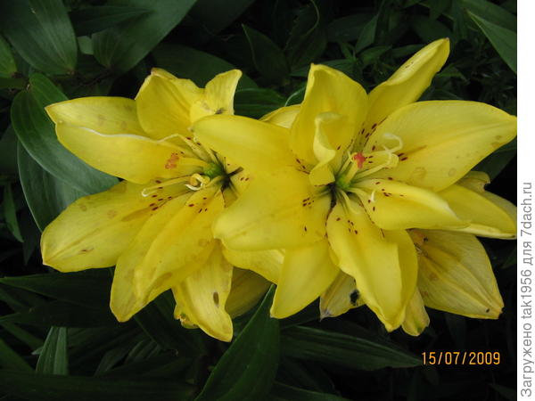 ФАТА  МОРГАНА  махровая ЛО-гибрит