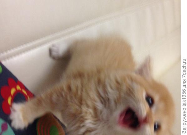 Почти месяц дома