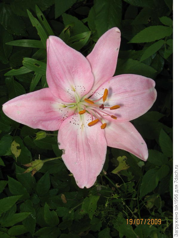 АЗИАТСКАЯ  Орли