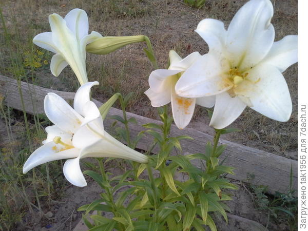 Регале белая, после дождя. ТРУБЧАТАЯ