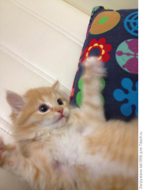 Освоился, играет всё время