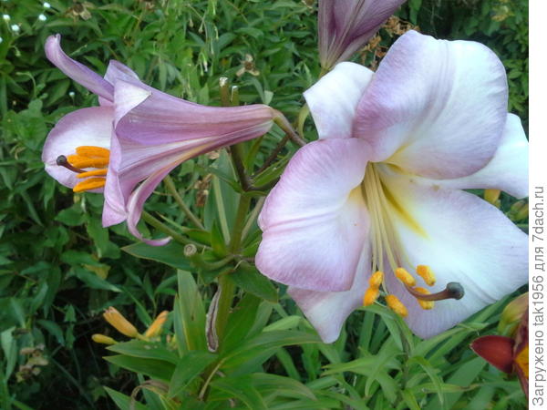 ТРУБЧАТАЯ Пинк Перфекшен