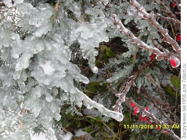 Можжевельник и барбарис в ледяном плену