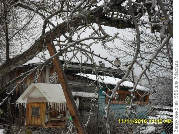 Лед и птички на кормушке.
Прошу прощения за соседский сарай на заднем плане...