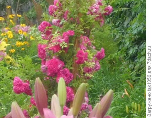 Вы - украшение сайта, как розы - украшение сада!