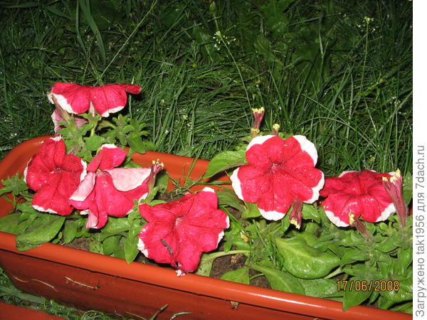 А это, видимо, случайно удавшаяся петуния...