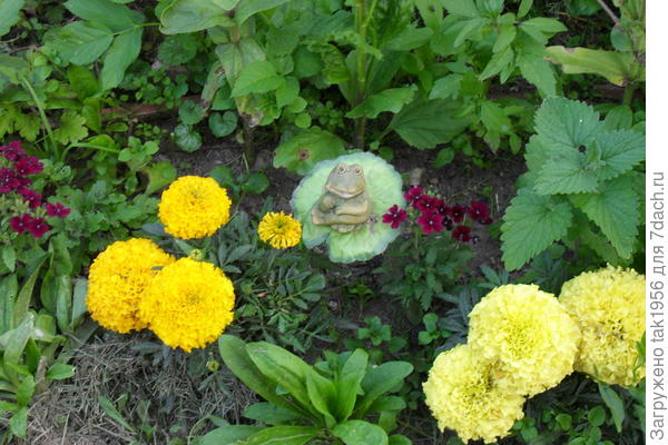 Бархатцы с рынка