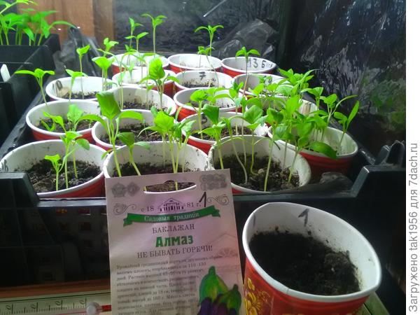 Вот стакан пустой на фоне посеянных одновременно