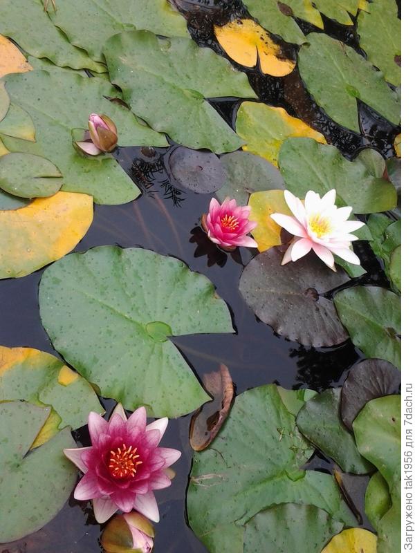 Это, конечно, прошлогоднее фото