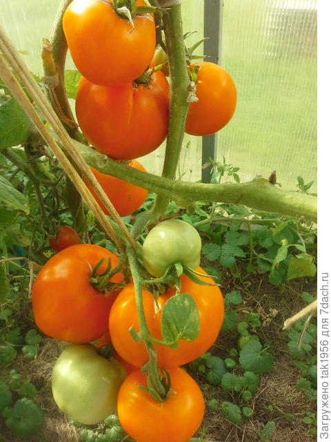 Отличного Вам урожая!