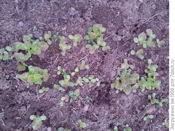 Салат Лолло Роса