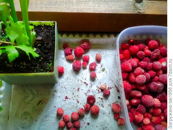 Семена с замороженной земляники