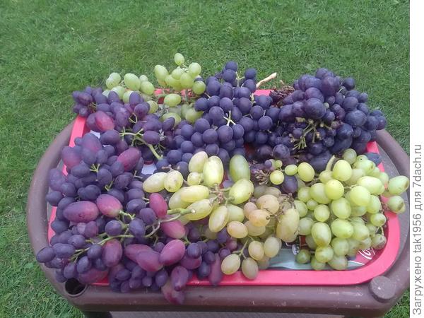 6 сортов винограда, угощайтесь