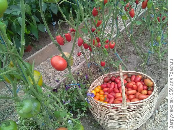 Для консервации целиком. Разноцветные День Барао и Черри Жёлтая вишня.