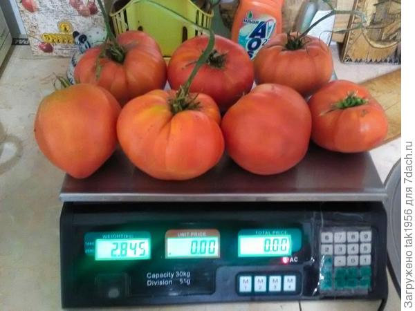 Идеальные  на мой вкус помидоры - Японский краб.