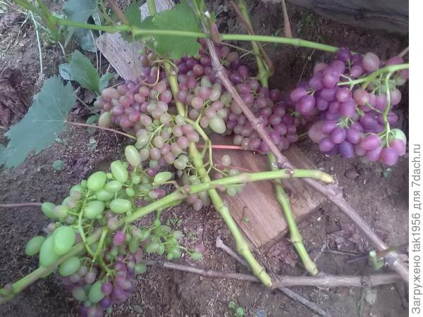 Красотка ещё в процессе созревания на кусте