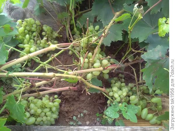 Преображение в процессе