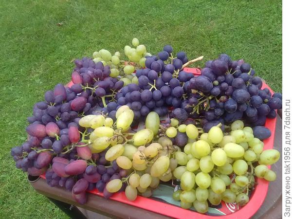 6 самых вкусных сортов