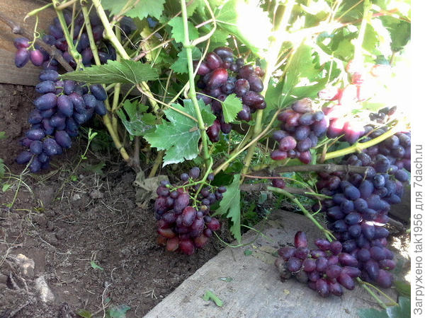 Вот Красотка на кусте