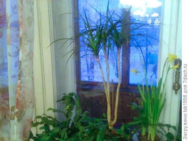 А на подоконнике весна...